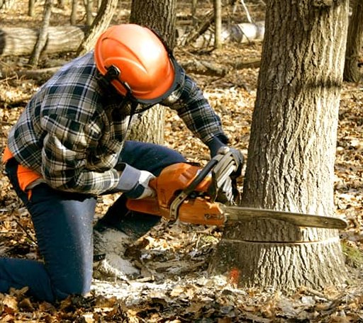 Tree Removal in Gilbert, IA